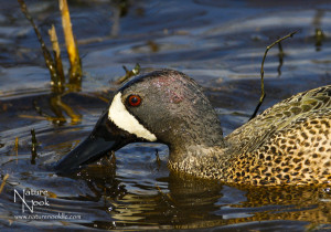 WinterBlue-winged Teal Closeup